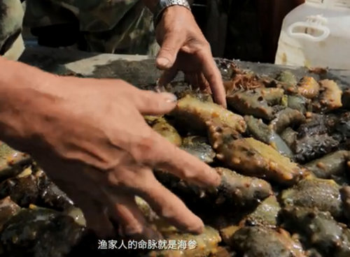 砣磯島海參捕撈好時(shí)機(jī)