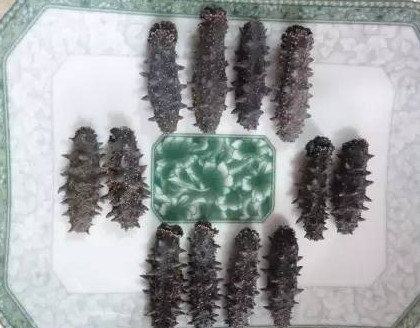 供應(yīng)高檔干海參禮盒，傳統(tǒng)晾曬
